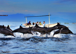 Dolphin Watching